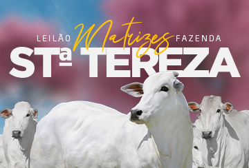 LEILÃO MATRIZES FAZENDA SANTA TEREZA